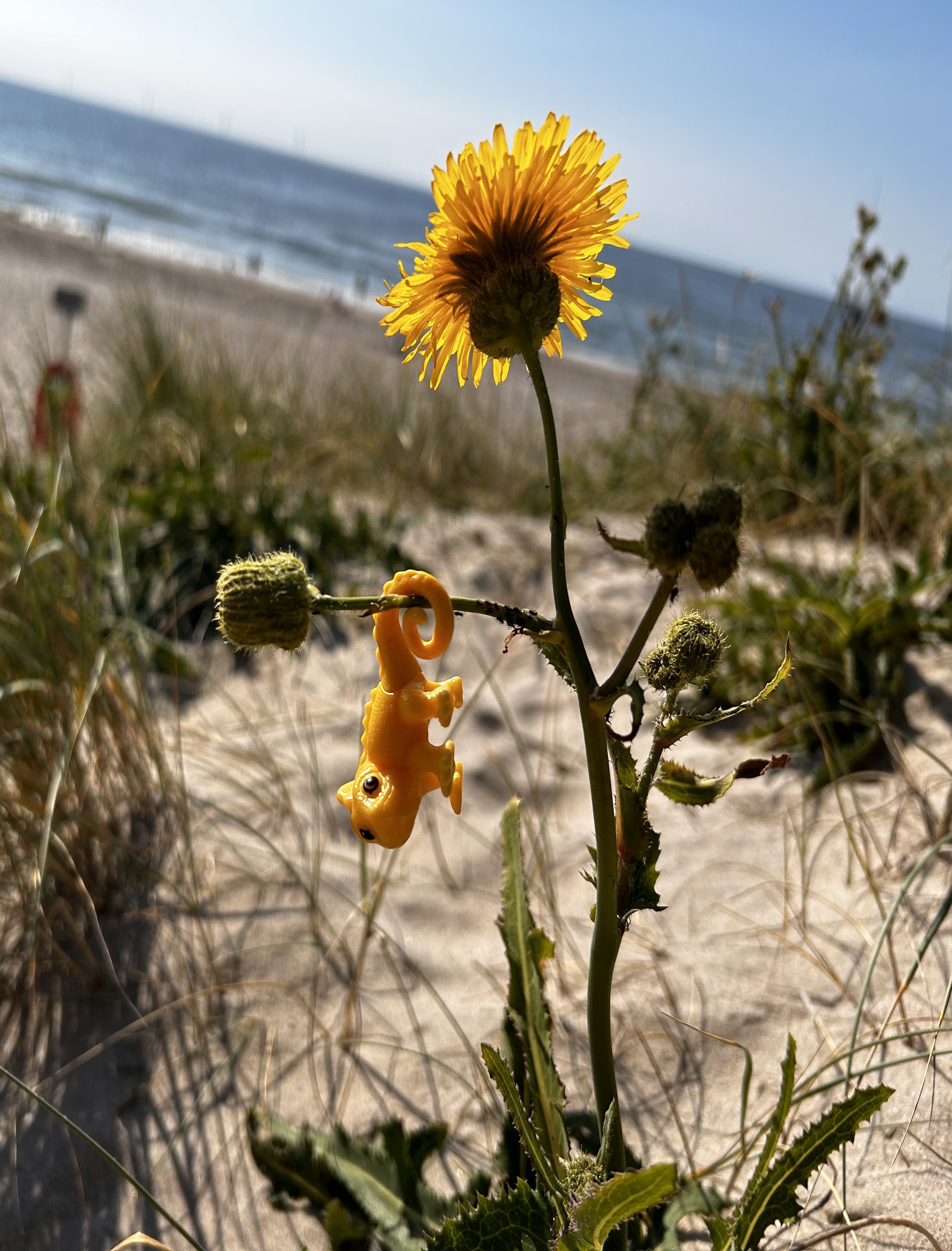 Charlie - Reisemaskottchen